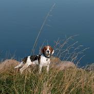 Beagle Ronaldo