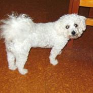 Bichon à poil frisé channell