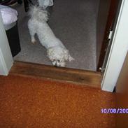 Bichon à poil frisé channell