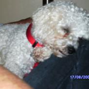 Bichon à poil frisé channell