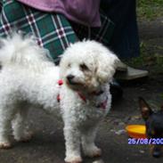 Bichon à poil frisé channell