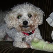 Bichon à poil frisé channell