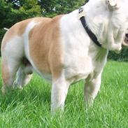 Engelsk bulldog Chopie