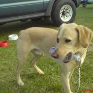 Labrador retriever Laban