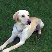 Labrador retriever Laban