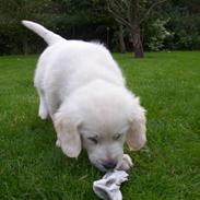 Golden retriever Charlie