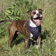 Amerikansk staffordshire terrier Micko R.I.P. (4/9-09)