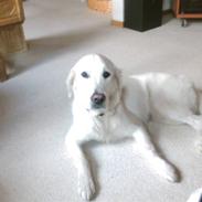 Golden retriever wendy