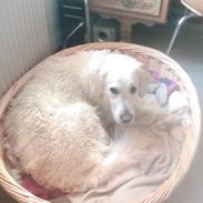 Golden retriever wendy