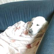 Golden retriever wendy