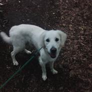 Golden retriever wendy