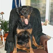 Rottweiler dina