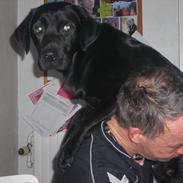 Labrador retriever Luke