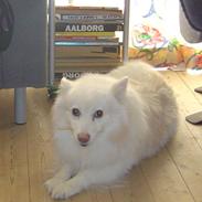 Japansk spids Rocky