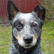 Australsk cattledog Jasper