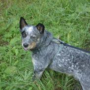 Australsk cattledog Jasper