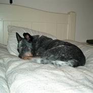 Australsk cattledog Jasper