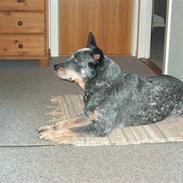 Australsk cattledog Jasper