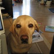 Labrador retriever Fie