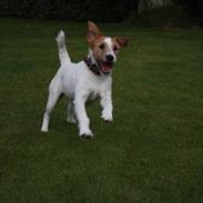 Parson russell terrier Røgild's Mester