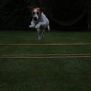 Parson russell terrier Røgild's Mester