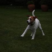 Parson russell terrier Røgild's Mester