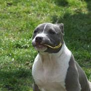 Amerikansk staffordshire terrier Ellie May
