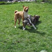 Amerikansk staffordshire terrier Ellie May