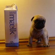 Mops Milo