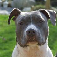 Amerikansk staffordshire terrier Ellie May