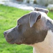 Amerikansk staffordshire terrier Ellie May