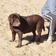Labrador retriever Emma