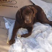 Labrador retriever Emma