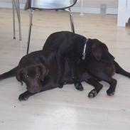 Labrador retriever Emma