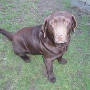 Labrador retriever Emma
