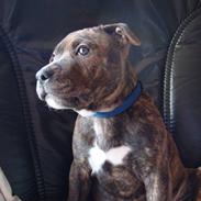 Staffordshire bull terrier Zacho