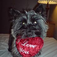 Cairn terrier Olivia