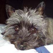 Cairn terrier Olivia