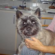 Cairn terrier Olivia