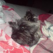 Cairn terrier Olivia