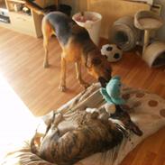 Blanding af racer kato