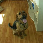 Blanding af racer kato