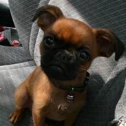 Griffon petit brabancon louie