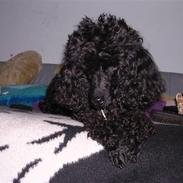 Mellempuddel krølle miin <'3 !