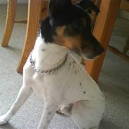 Dansk svensk gaardhund Pjevs