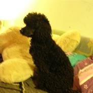 Mellempuddel krølle miin <'3 !