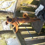 Griffon petit brabancon louie