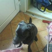 Labrador retriever Cult