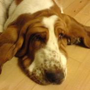 Basset hound josephine