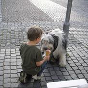 Bearded collie Baldur